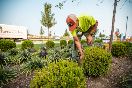 Garden Bed Cleanup